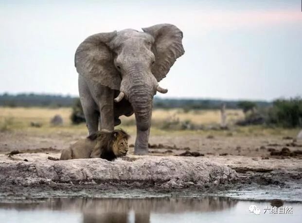 雄獅以為找到好地方睡覺，卻想不到大象要過來喝水！ 未分類 第3張