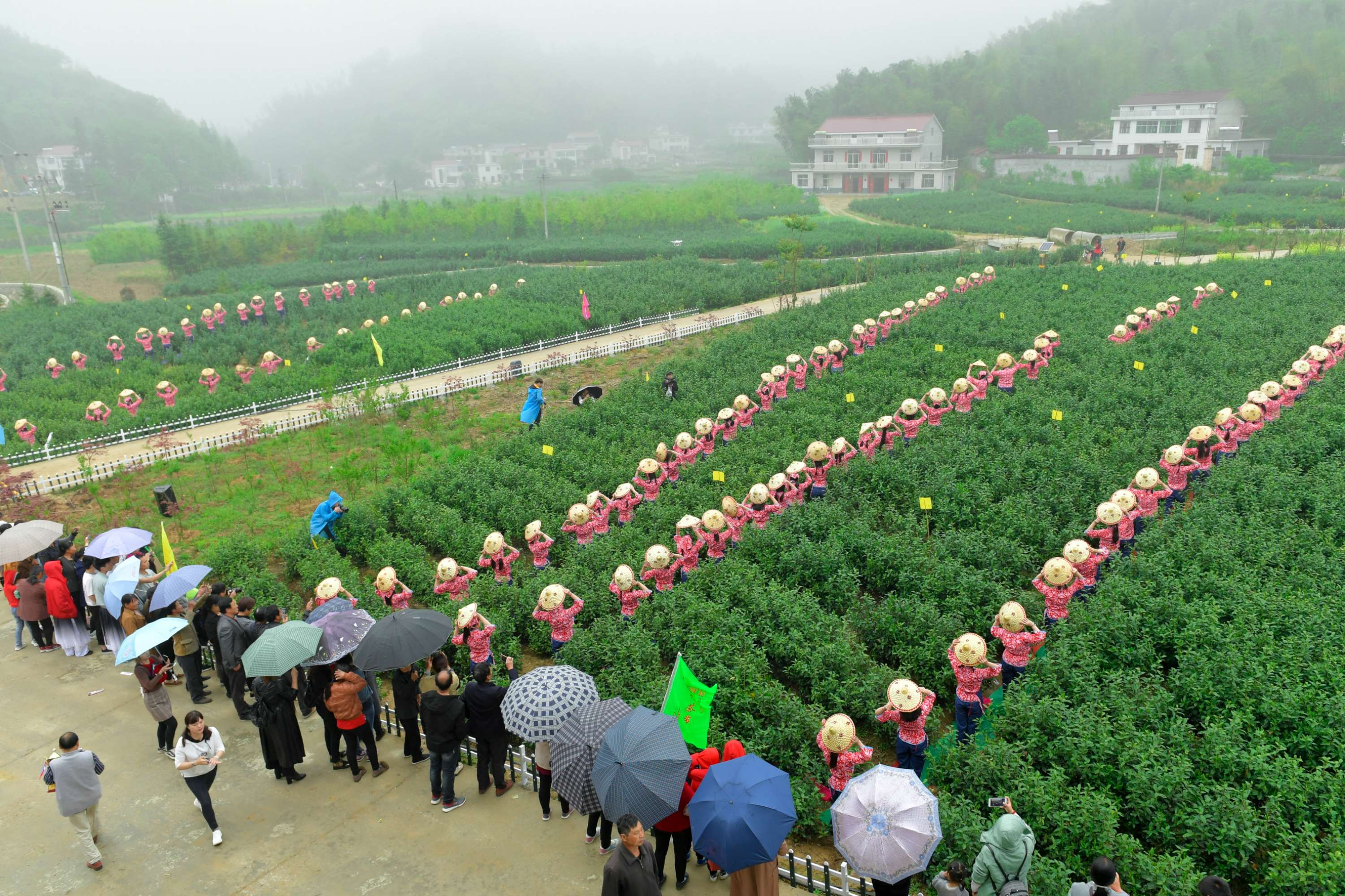 舒城第五届六安茶谷舒城兰花谷开茶节开幕