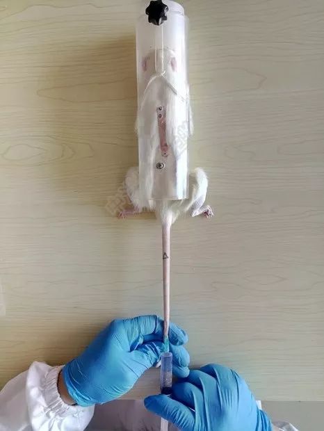 之前我们有介绍过小鼠尾静脉注射(点击查看以往文章:),但大鼠个体更大