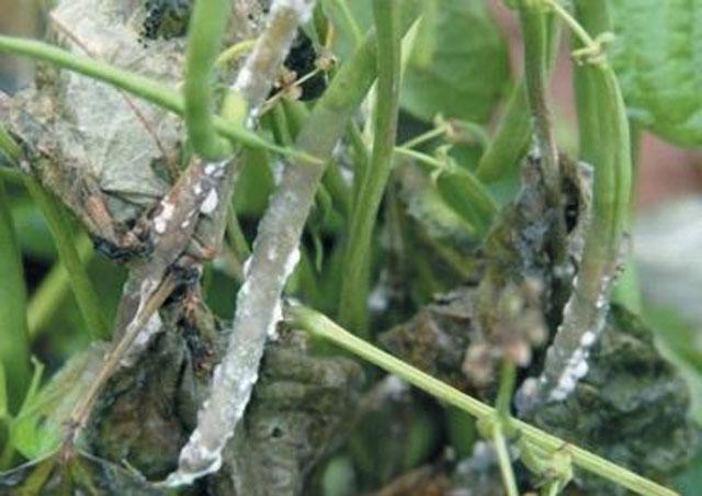 豆角种植菌核病爆发打两三次药仍然防治不住该怎么办呢