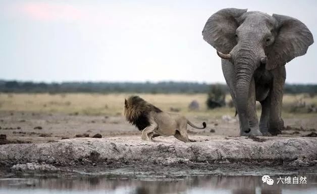 雄獅以為找到好地方睡覺，卻想不到大象要過來喝水！ 未分類 第5張