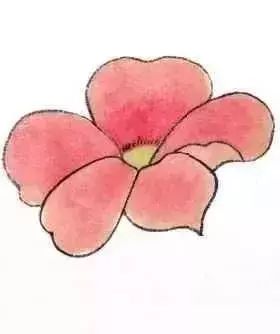 工笔画要求染出的花瓣鲜艳,但颜色也要和谐典雅,着色要薄中见厚.