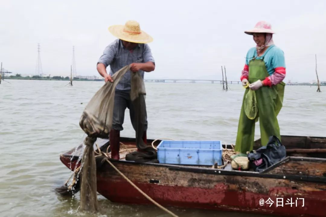 鲜为人知的斗门黄金风鳝,珠海黄金风鳝的做法---广东特色特产美食小吃(图25)