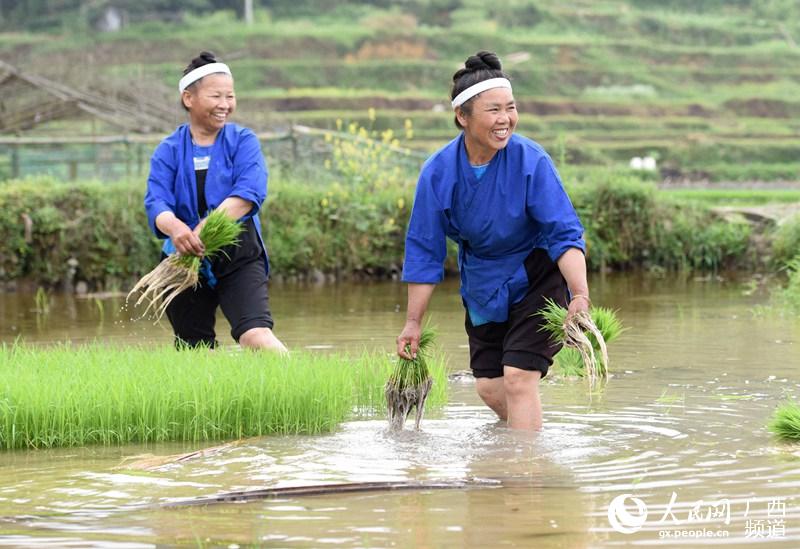 广西三江侗寨谷雨景如画