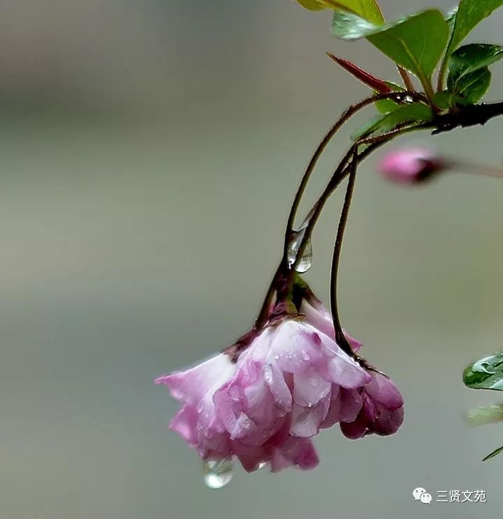 残花落尘化春泥,久渴草木顿消愁.细雨如丝