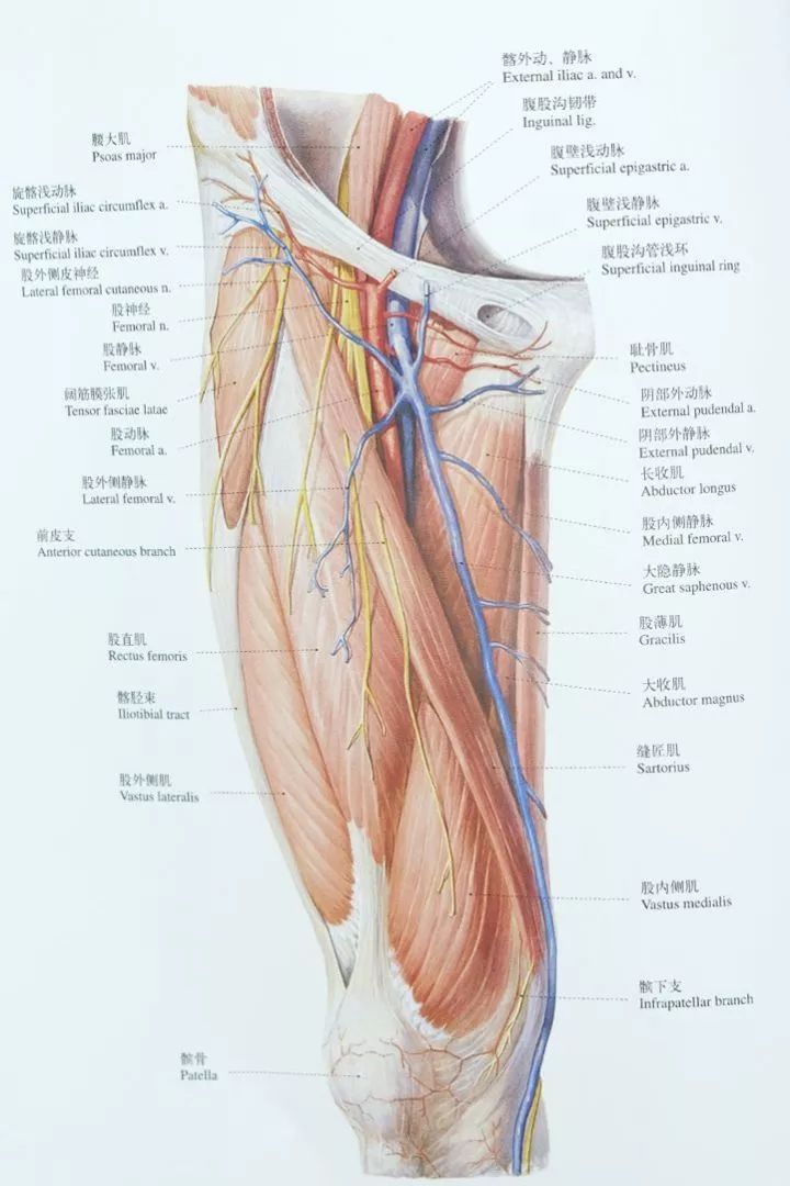 大腿内侧