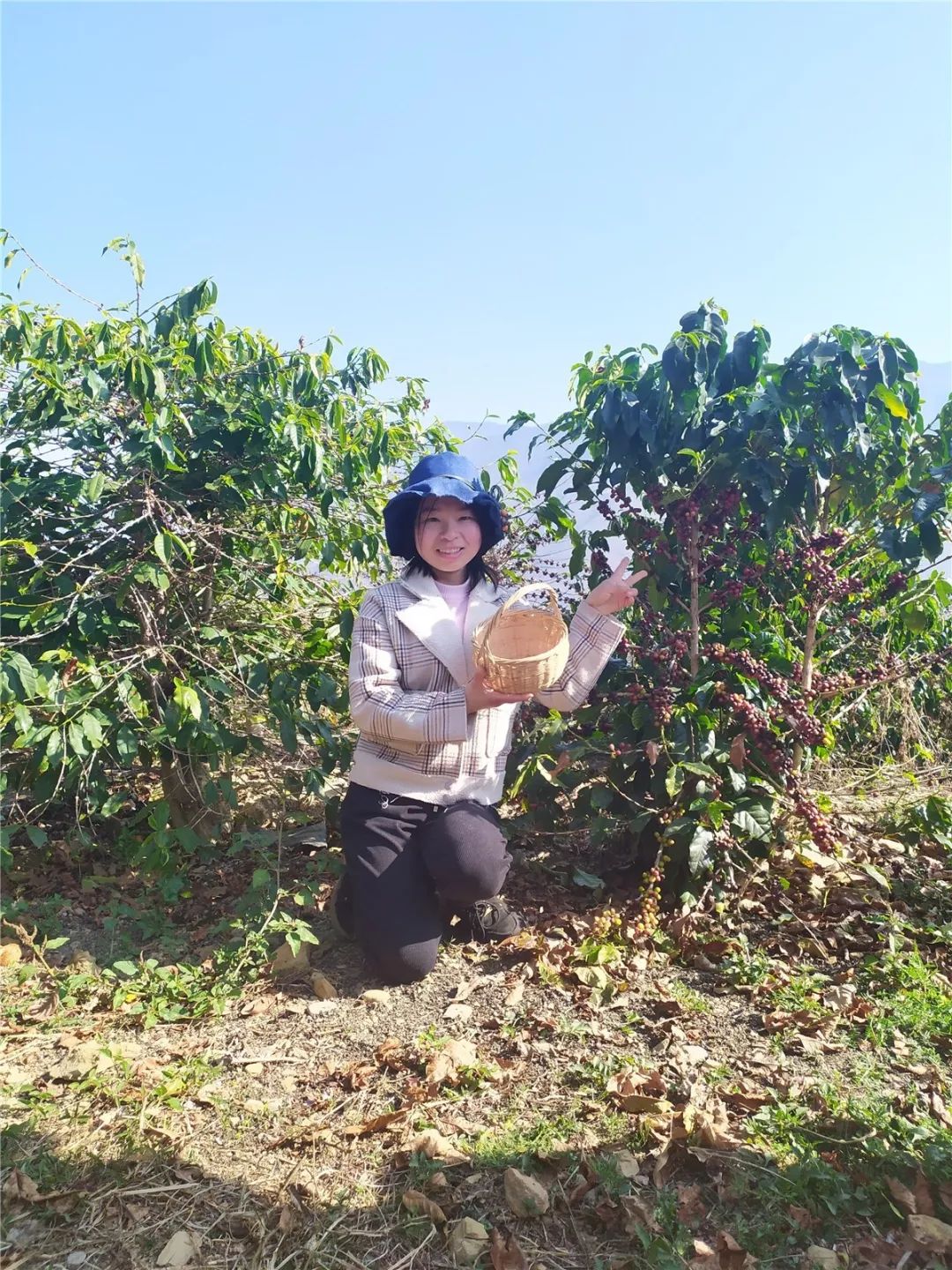 一颗咖啡豆的诞生，记云南保山潞江坝小粒咖啡之行_种植