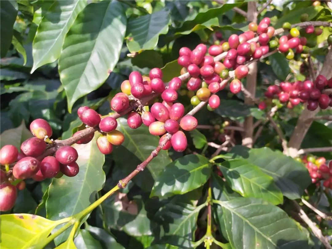 一颗咖啡豆的诞生，记云南保山潞江坝小粒咖啡之行_种植