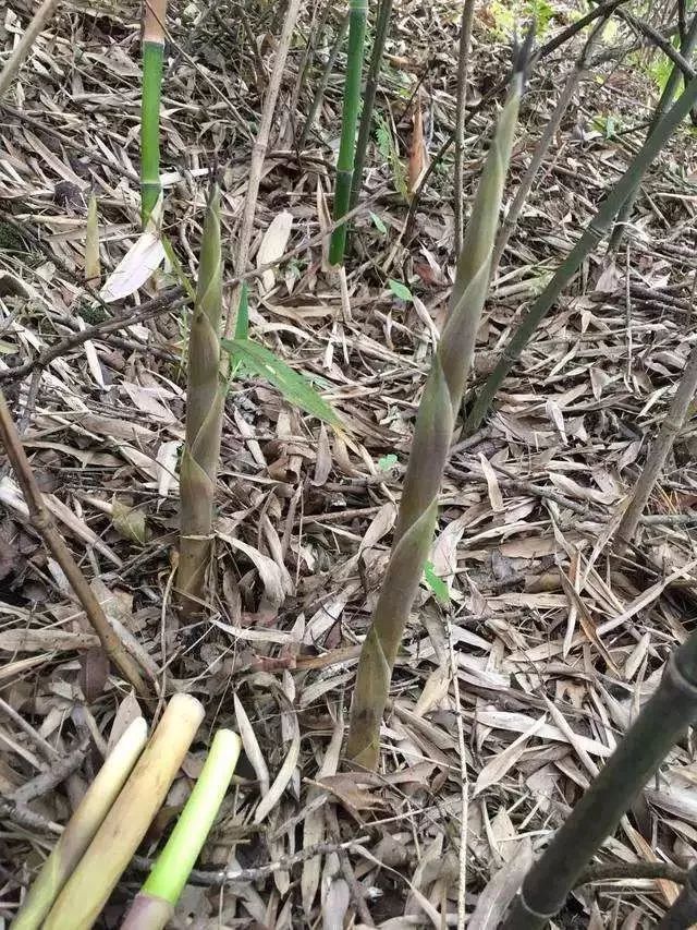 福建好吃的小笋又长出来了有一起去扯的吗