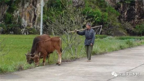 乡村 锄之而后快 锄头