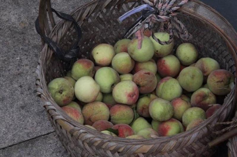 毛桃子——野生的桃子树,果子不大,上面的毛比较多,成熟比家桃较晚