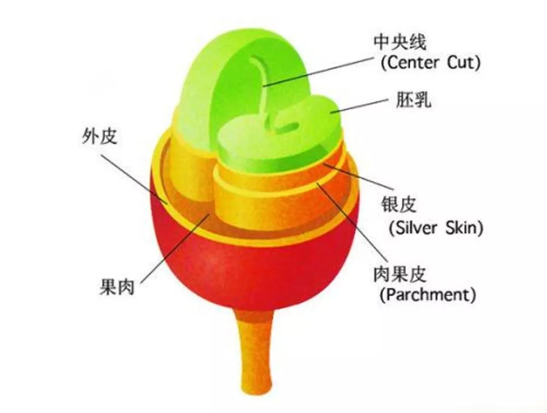 在讲到处理方式前,我们先来了解咖啡果的结构,以便对它的处理流程更好