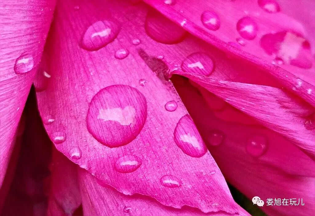 这才意识到 下过雨了上前细看却发现 花瓣叶上好多水珠儿前几日都没