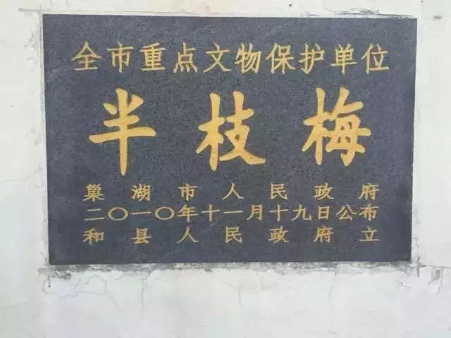 千年古树"半枝梅"位于和县功桥考塘行政村丰山杜村,全市重点文物保护