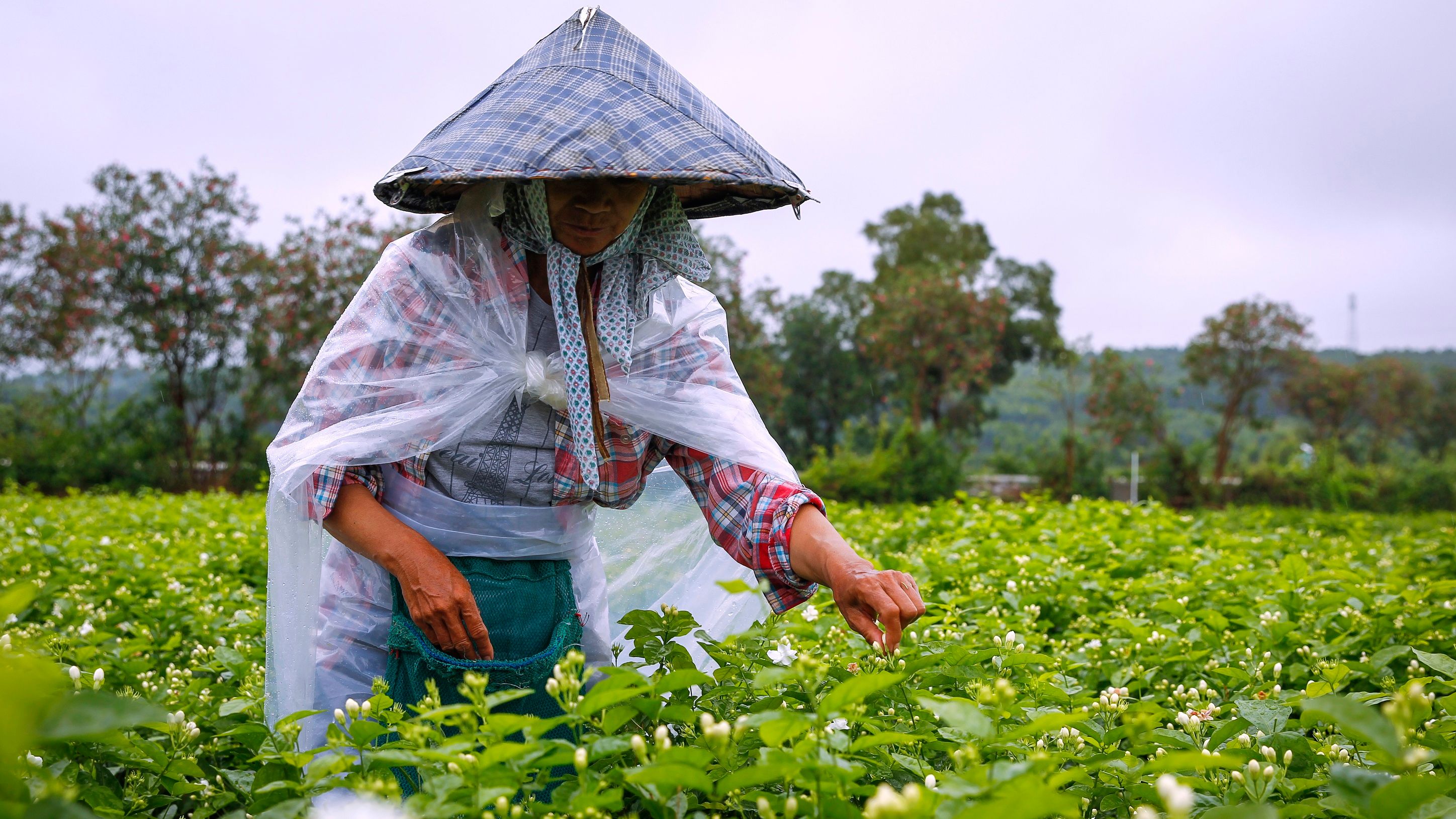 采摘茉莉花.