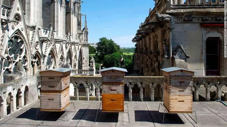 18万只蜜蜂躲过圣母院大火，巴黎为何在古建屋顶养蜂？