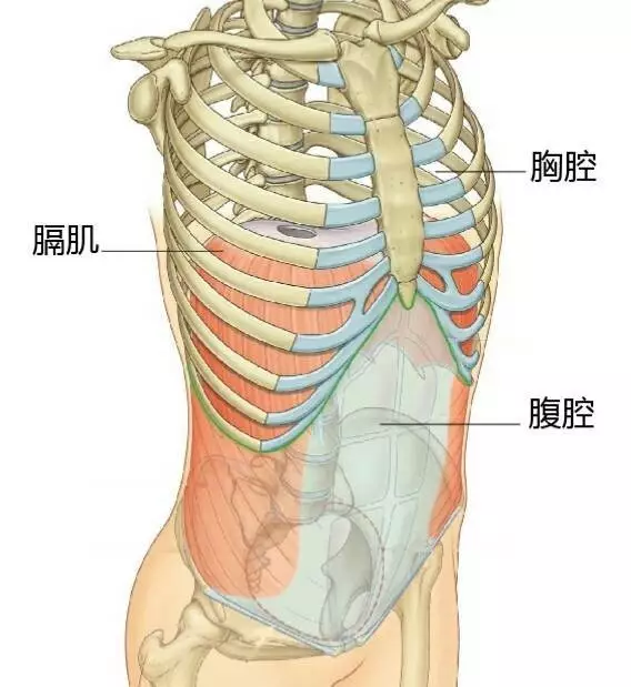 肋骨外翻的原因解决办法