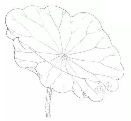 绘画小课堂 | 工笔荷花其实没那么难