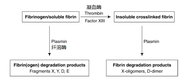 d-二聚体你了解多少?