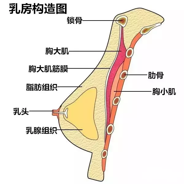 诗研医疗美容科普 关于假体放置胸部的层次!_乳房