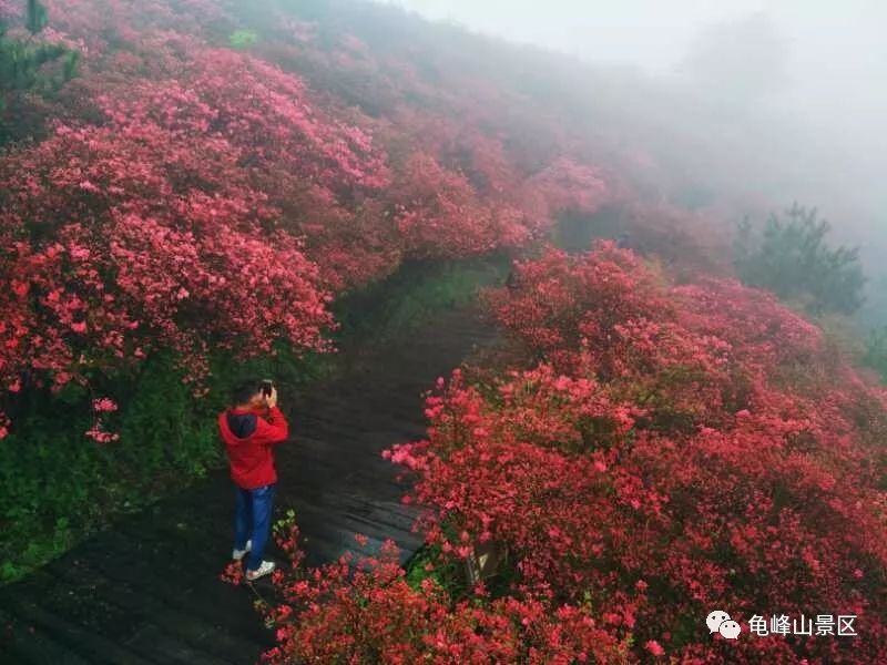 开了!湖北麻城龟峰山十万亩杜鹃花海,等你来打卡