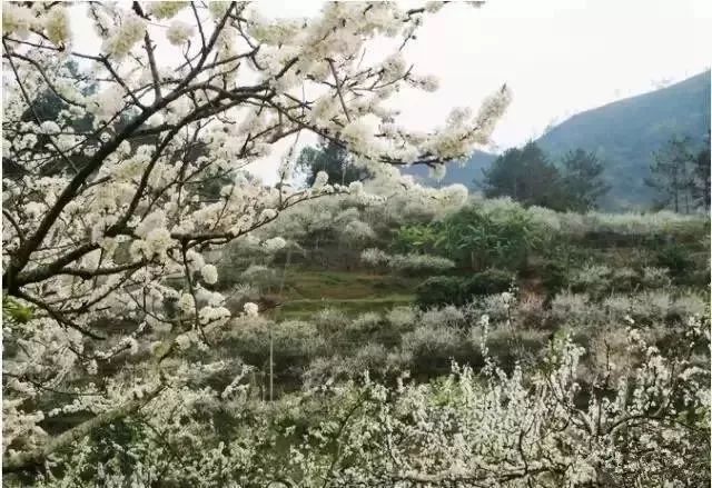 花朵自然成簇晶莹的花瓣洁白得耀眼据说信宜的李花就是这样形成匆忙间