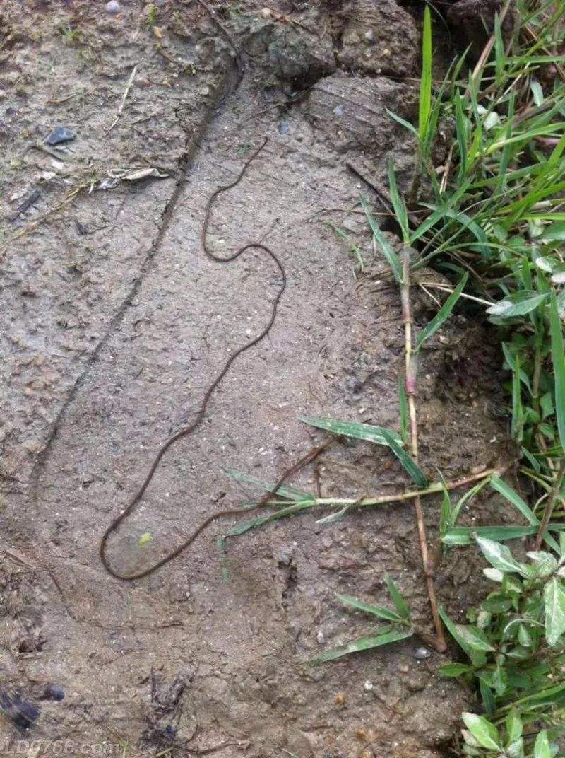 所以也被叫做铁线蛇,这是蛇类体格最小的一种,这种小蛇是直接胎生,和