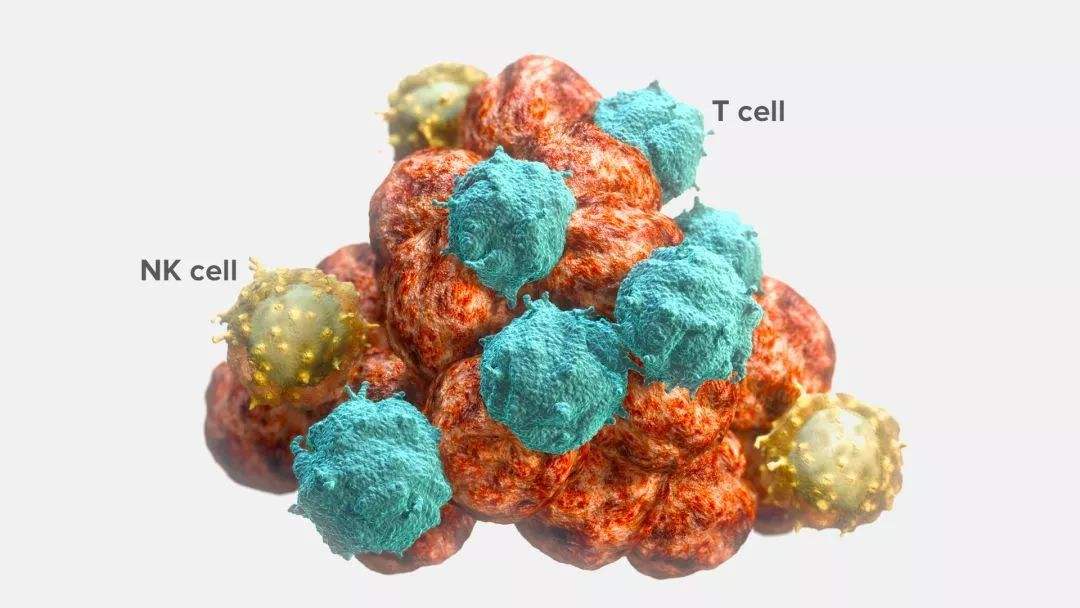 防癌抗衰美容nk细胞的作用多到你想不到