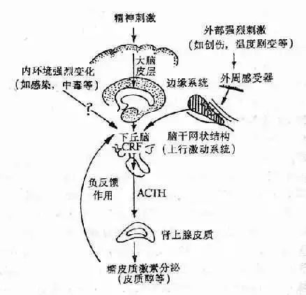 肌肉确实比脂肪更容易被分解掉,这种时候皮质醇的负面作用就会开始