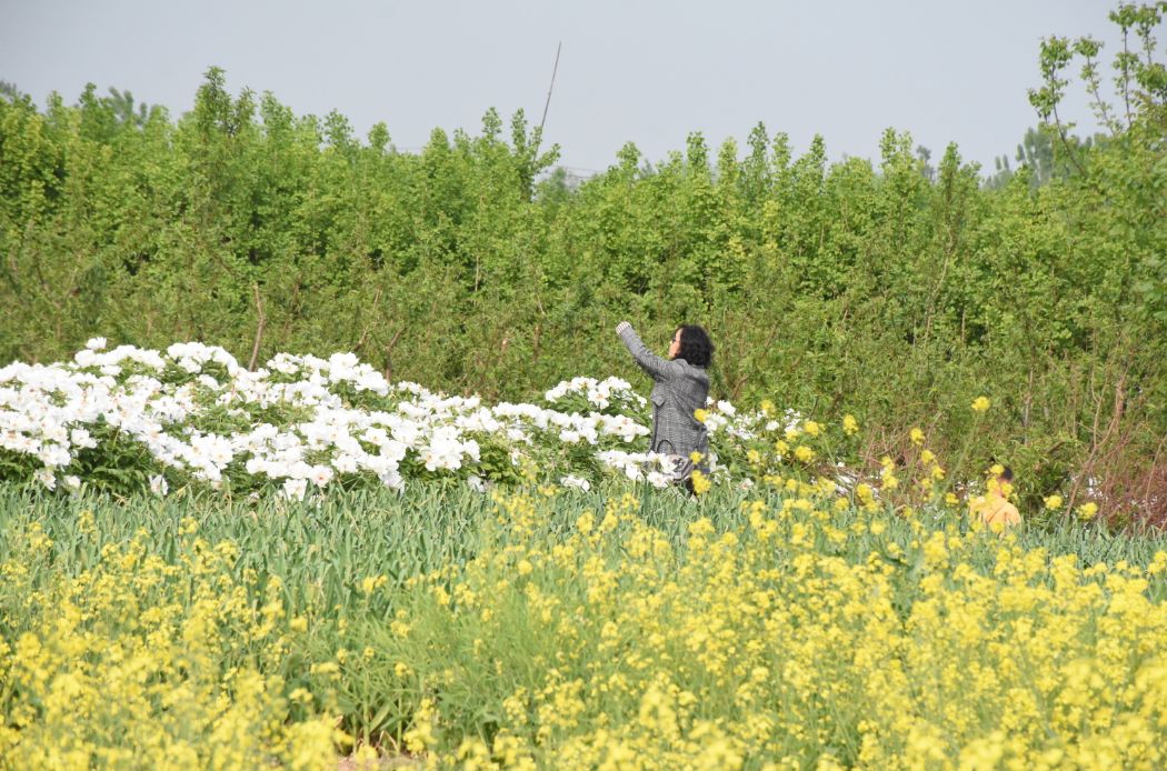 美极了丰县竟然藏着一片白色的芍药花海花满枝头等你来赏