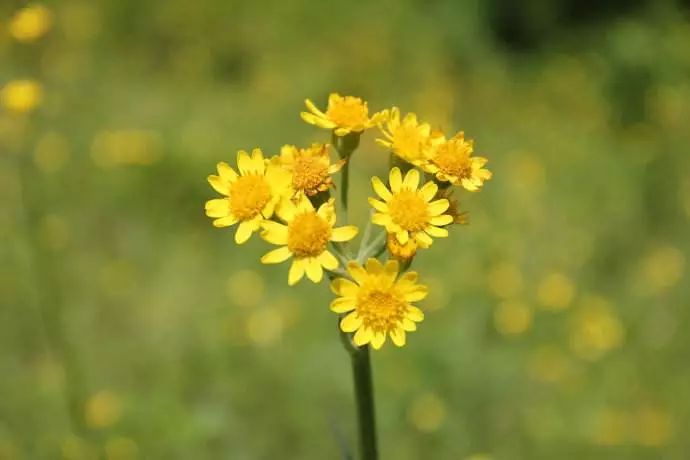 田震野花