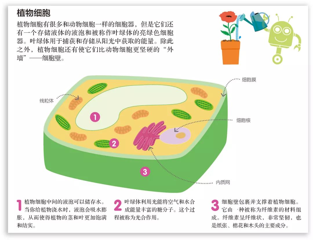 植物案胞