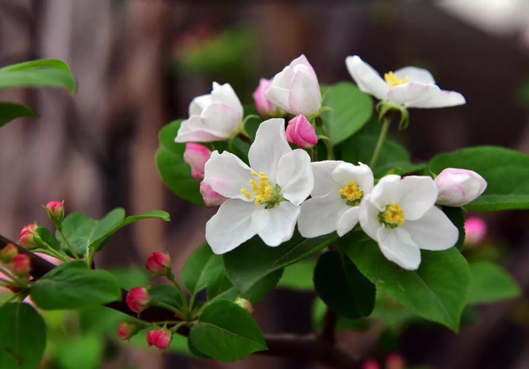 3月28日,园博园,北美海棠开花.