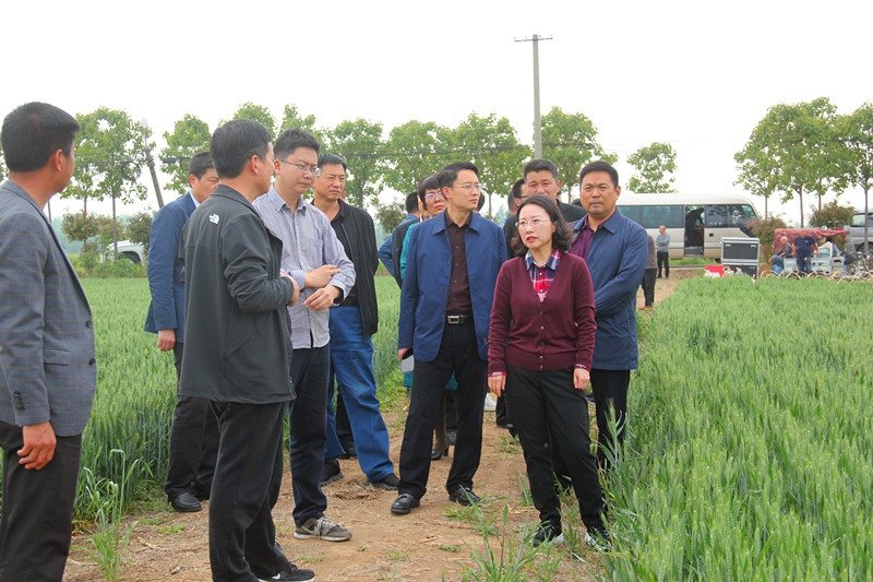 临颍:县长赵丹到乡镇调研小麦赤霉病防治和农田水利设施运行情况