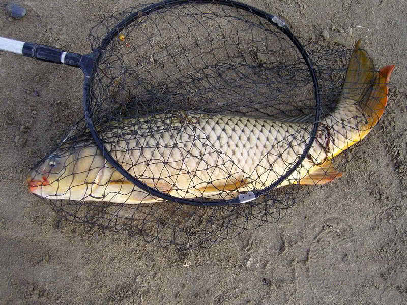 我在新疆的博斯腾湖钓鱼,每隔10分钟就有一条鲤鱼上钩