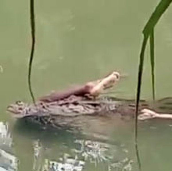 印尼鱷魚將男子拖入水中 次日將屍體完好送回 未分類 第2張