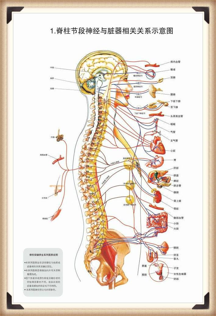 脊柱节段神经与脏器相关关系示意图 所以保护好脊椎和正确地治疗脊椎