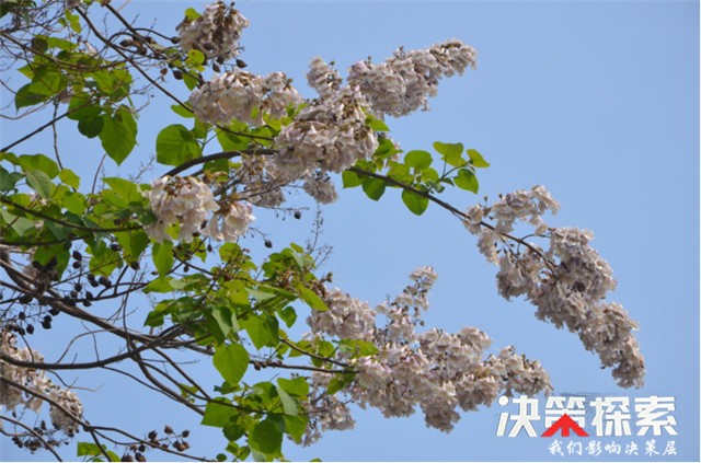 阳春四月春意浓,泡桐花开迎宾客.