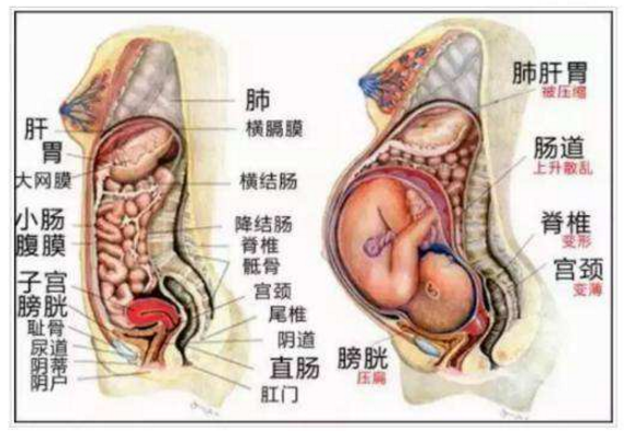 女人怀孕后,内脏被挤到哪里去了,别担心,不会凭空消失