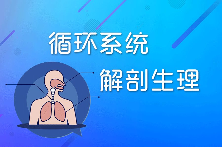 循环系统解剖生理知识点查漏补缺速进