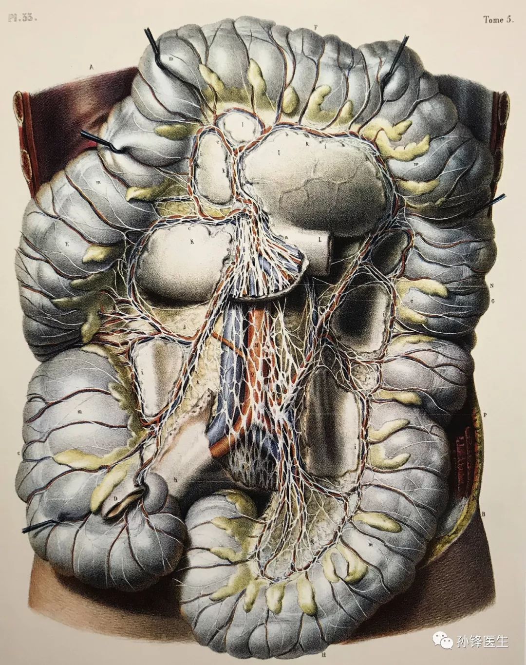 医学图说你或许没见过的高清图谱小肠与结肠医生入
