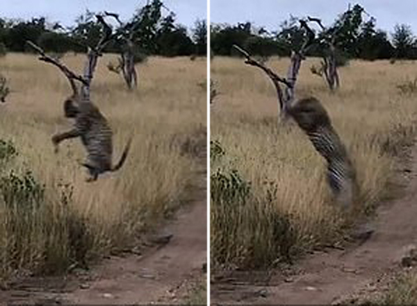 出其不意！南非一花豹凌空捕雀展示敏捷身手 未分類 第2張