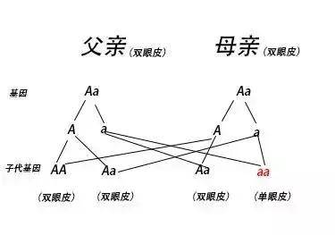 夫妻俩都是单眼皮,却生了个双眼皮儿子,有人怀疑