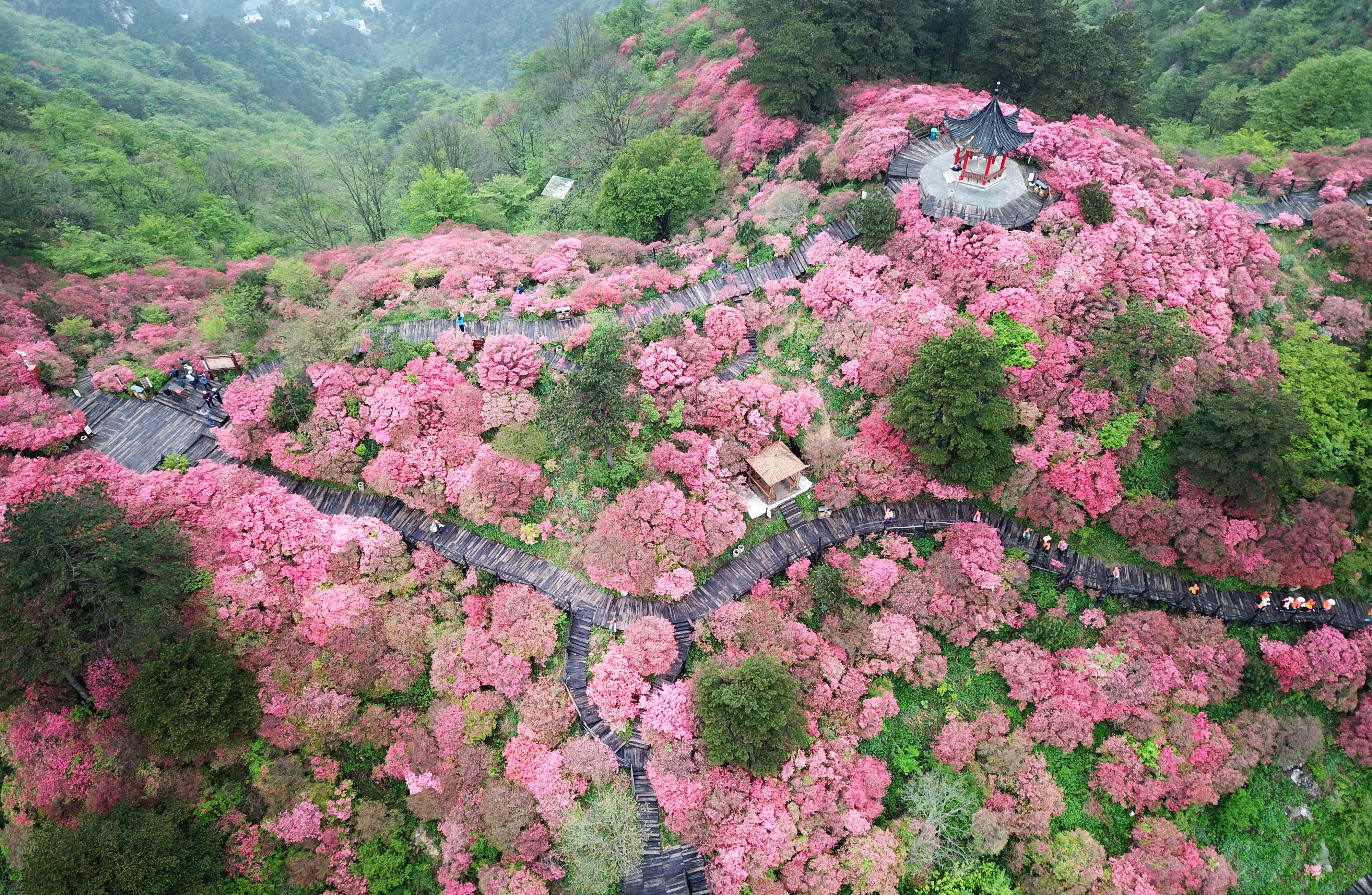 重磅!新华社全球直播湖北麻城龟峰山杜鹃花海盛况 上千万网友称赞