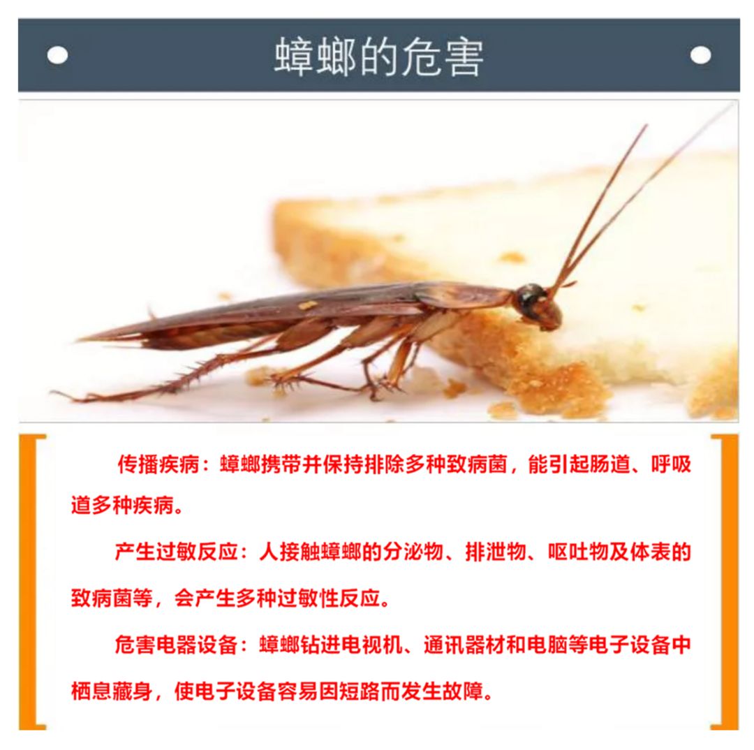 科普丨病媒生物健康科普知识集锦(四)---蟑螂的危害