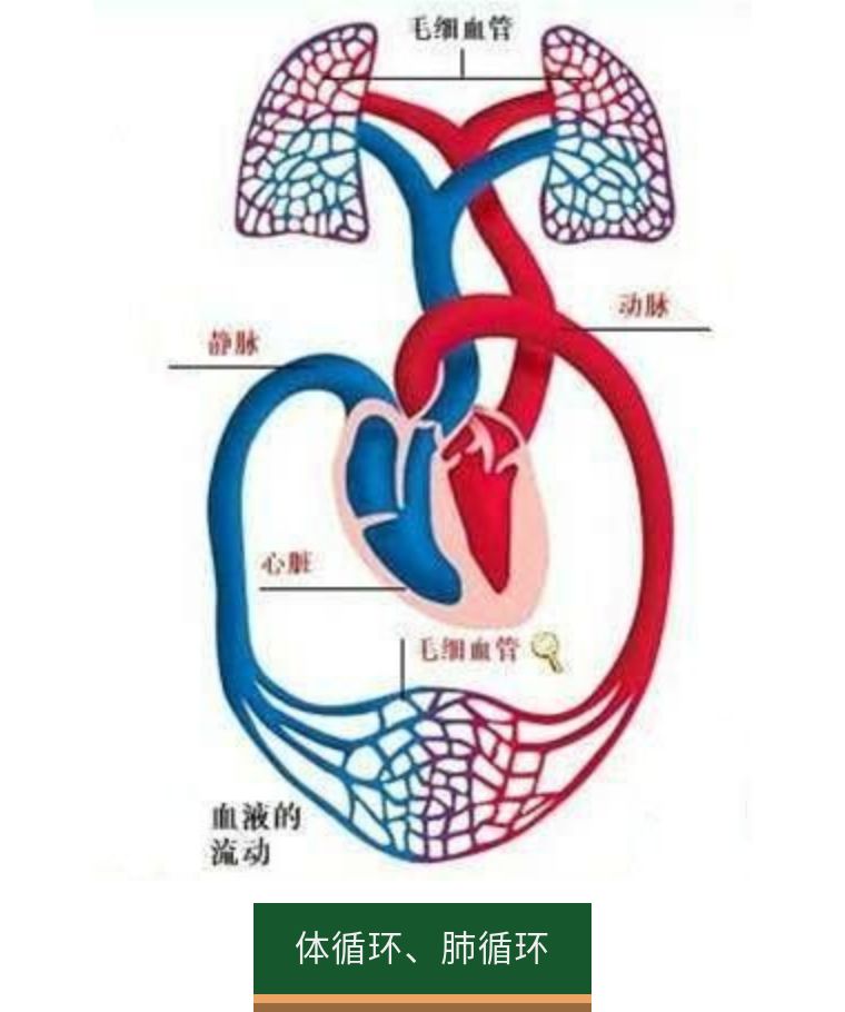 根据循环途径的不同可分为体循环(大循环)和肺循环(小循环)两种.