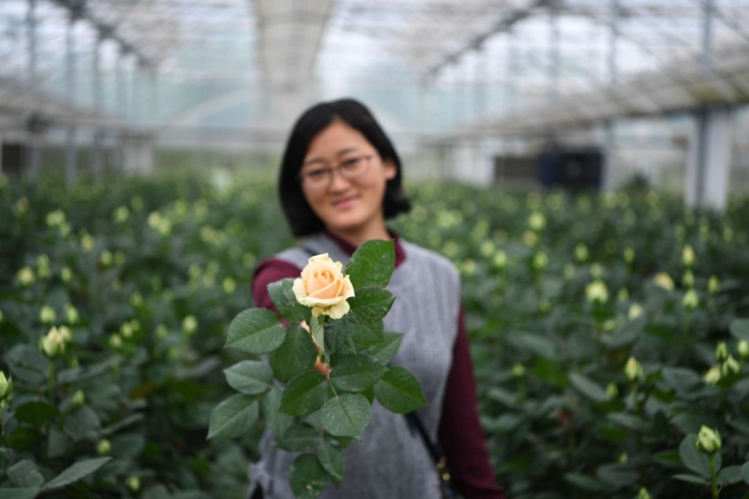 牛角大圩玫瑰盛放100束小包免费送1元购花更多福利一起来听花开的声音