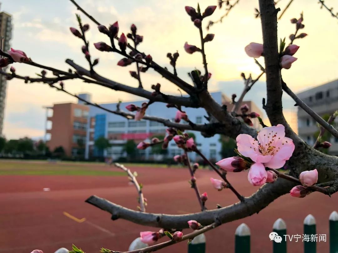 宁海校花颜值大比拼你pick哪一个