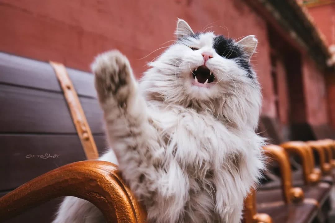 辉煌的宫殿下,生活着中国最贵气的流浪猫,每张都能让你沦陷…_故宫