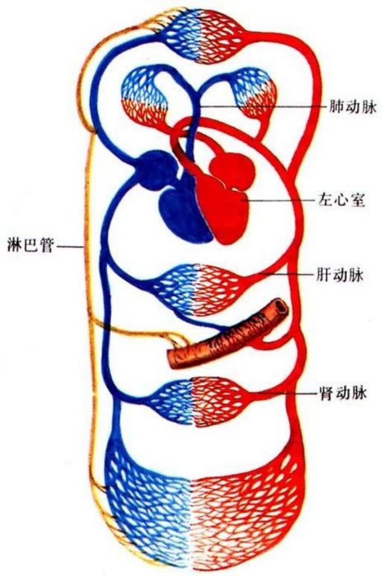 循环系统解剖生理知识点查漏补缺,速进